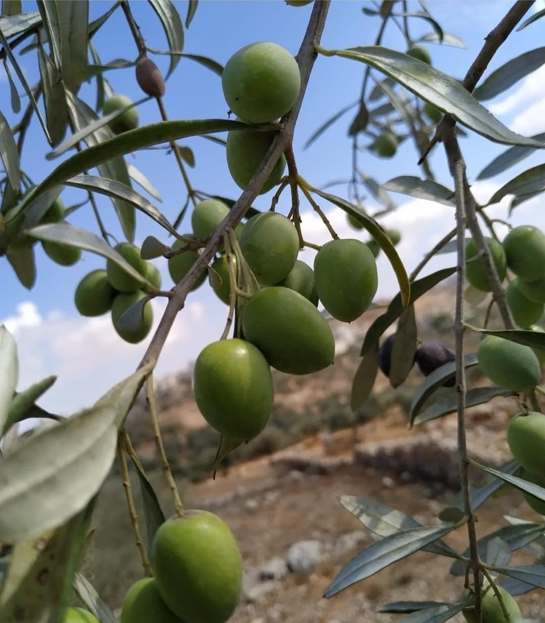 Beit Hanina Olive Oil 1 gallon